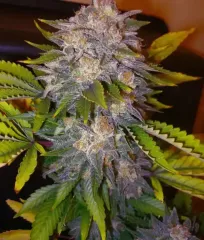 семена Caramelo delicious seeds