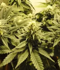 купить семена Caramelo