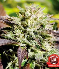 насіння Caramelo Regular