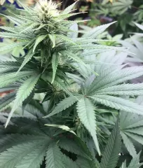 купить семена CBD Jam