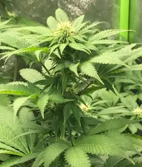 заказать почтой CBD Jam