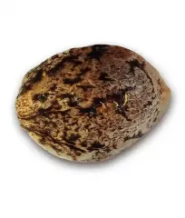 сорт конопли CBD Jam