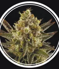 Фемки Diesel Strong Fem