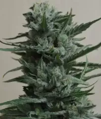 Купить Siberian Haze Fem