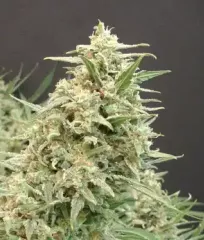 Купить Snow White Amsterdam Fem