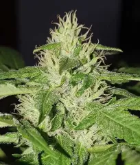 сорт Chocobang от Delicious Seeds