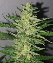 семена каннабиса Chocobang