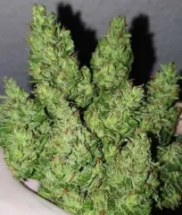 купить семена Chocobang от Delicious Seeds