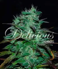 семена Chocobang