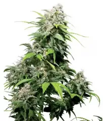 Chronic Widow seeds