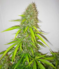 купити сорт Critical Jack Herer