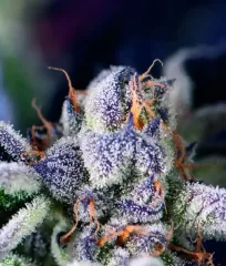 семена Cookies USA