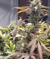 купити насіння Cotton Candy Kush від Delicious Seeds