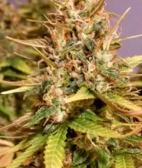 насіння канабіс Cotton Candy Kush