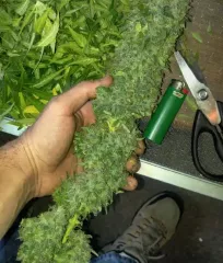 насіння марихуани Cotton Candy Kush поштою