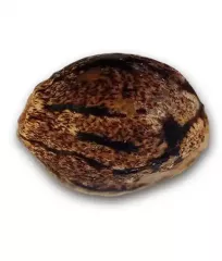 насіння Cotton Candy Kush