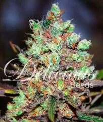 насіння Cotton Candy Kush