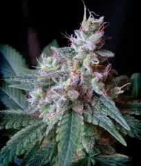 Куст Cream Caramel