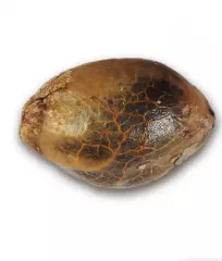 насіння канабіс Critical Jack Herer