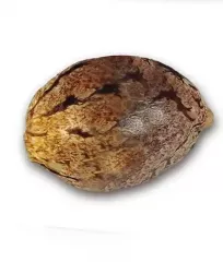 купить семена каннабиса Critical Neville Haze 2.0