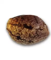 buy Critical Sensi Star Early Version seeds