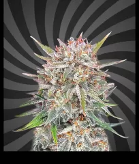 сорт Critical Banner