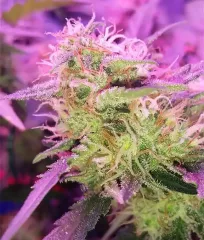 buy Critical Herer Mass seeds