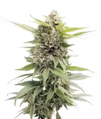 Critical Herer Mass seeds