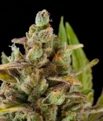 Critical Kush dinafem