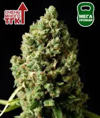 Семена конопли Critical Kush