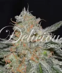 купить семена Critical Neville Haze 2.0 Delicious Seeds
