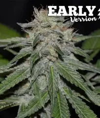 насіння Critical Neville Haze Early Version від Delicious Seeds