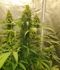 купити насіння Critical Neville Haze Early Version