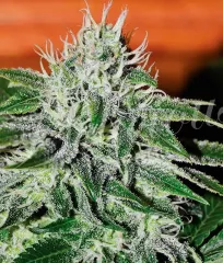 насіння Critical Jack Herer від Delicious Seeds