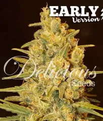 Critical Sensi Star Early Version Delicious Seeds buy