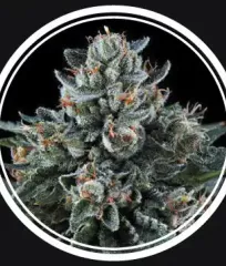 Семена Puta Madre Kush Fem