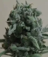 Семена White Widow 47 Fem