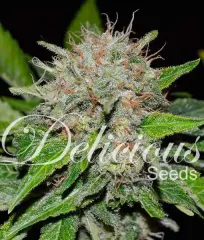 насіння Deep Mandarine