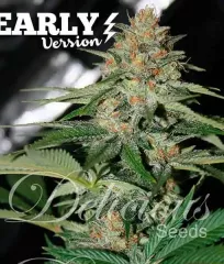 купити насіння Delicious Candy Early Version