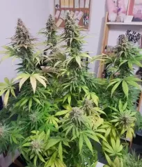 замовити насіння Delicious Candy Early Version