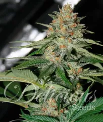 купить семена Delicious Candy