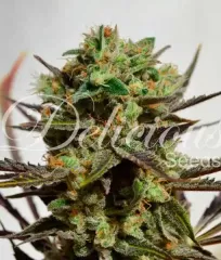 семена Delicious Candy