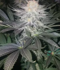 заказать семена марихуаны Delicious Candy
