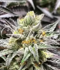 сорт Delicious Cookies від Delicious Seeds