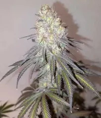 купити насіння марихуани Delicious Cookies