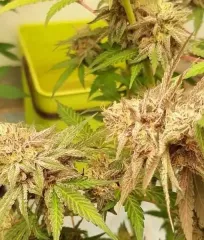 купити насіння Delicious Cookies від Delicious Seeds