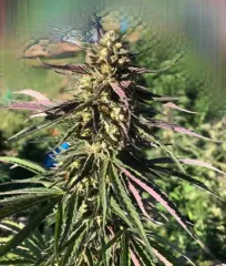 купити насіння Delicious Cookies Early Version