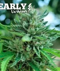 купити насіння Delicious Cookies Early Version від Delicious Seeds