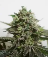 сорт Delimed CBD Plus