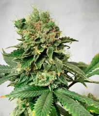 семена марихуаны Descojack от Delicious Seeds купить